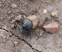Onthophagus gibbulus