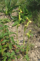 Ophrys peraiolae