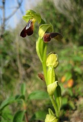 Ophrys peraiolae