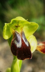 Ophrys peraiolae