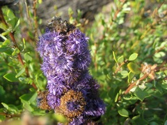 Globularia alypum