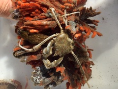 Pyromaia tuberculata