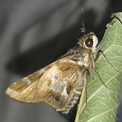Thespieus macareus
