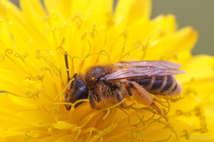 Andrena