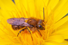 Andrena
