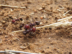 Messor cephalotes