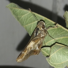 Thespieus macareus