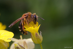 Andrena
