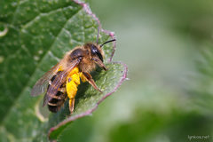 Andrena