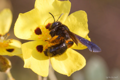 Andrena