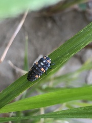Coccinella septempunctata