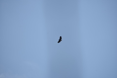 Buteogallus anthracinus