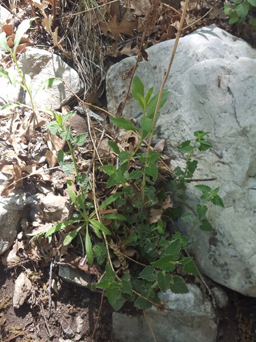Agastache pringlei, photograph 6