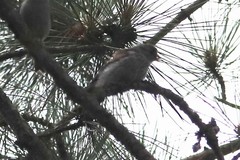 Spizella passerina passerina