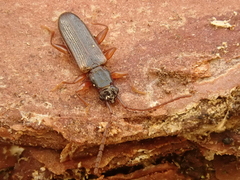 Dendrophagus crenatus