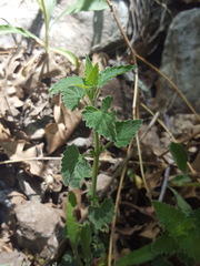 Agastache pringlei verticillata