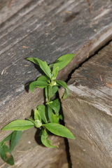 Dasineura lysimachiae