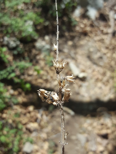 Agastache pringlei, photograph 5
