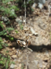 Agastache pringlei verticillata