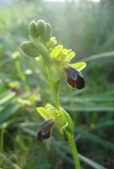 Ophrys fusca funerea