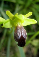 Ophrys fusca funerea