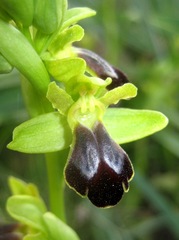 Ophrys fusca funerea