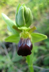 Ophrys fusca funerea