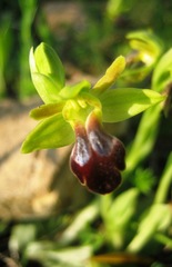 Ophrys fusca funerea