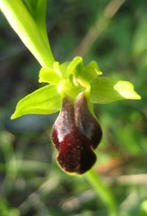 Ophrys fusca funerea