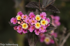 Lantana × strigocamara