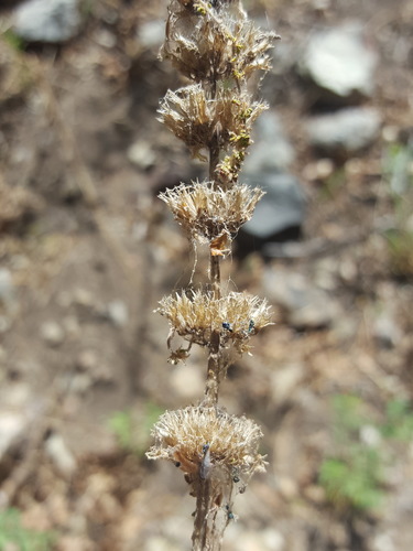 Agastache pringlei, photograph 4