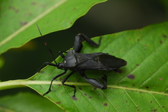 Pachylis acutangulus