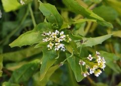 Calepina irregularis