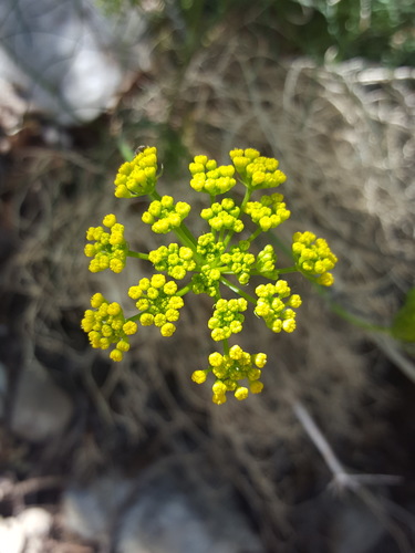 Trans-Pecos Indian parsley (Aletes filifolius)