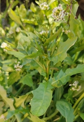 Calepina irregularis