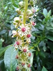 Phytolacca heterotepala