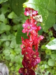 Phytolacca heterotepala