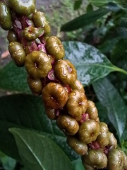 Phytolacca heterotepala