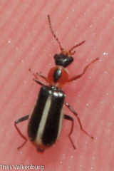 Attalus limbatus