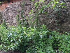 Phytolacca heterotepala