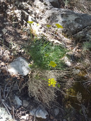Cymopterus filifolius