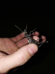 Anthia duodecimguttata