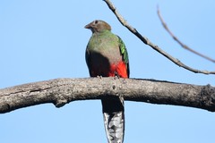 Pharomachrus fulgidus