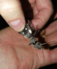 Anthia duodecimguttata