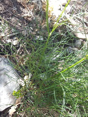Cymopterus filifolius