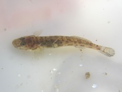 Lepidogobius lepidus