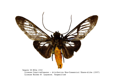 Syntomostola xanthosoma