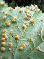 Puccinia malvacearum