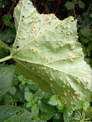 Puccinia malvacearum