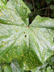 Puccinia malvacearum